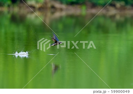 新緑映す水面を高速で飛ぶハリオアマツバメ 新緑映す水面を高速で飛ぶハリオアマツバメ 59900049