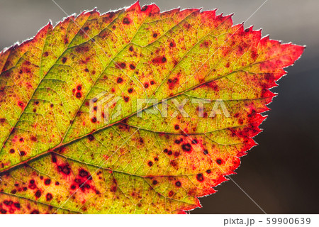 Close up of colorful autumnal leaf - selective Close up of colorful autumnal leaf - selective 59900639