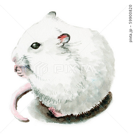 White Mouse Painted In Watercolor Stock Illustration