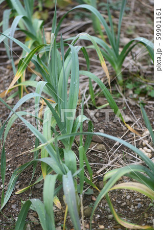 ニンニクの露地栽培 59901161