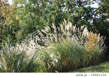 ススキ ススキ 59901539