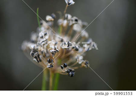 ニラの種子 ニラの種子 59901553