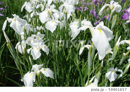 満開のアヤメ 59901657