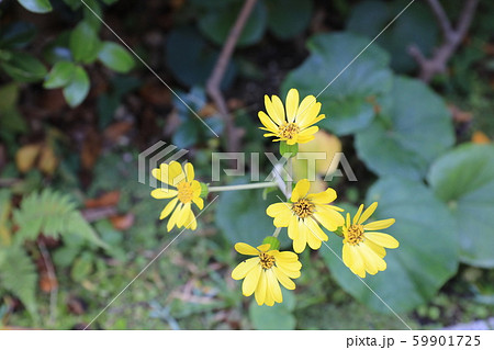 ツワブキ ツワブキ 59901725