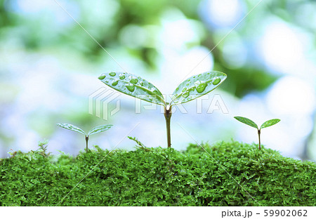 植物の芽生えの写真素材