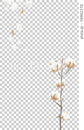 Cotton blooming branch Cotton blooming branch 59902378