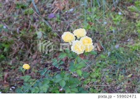 バラの花 ゴールデンボーダー バラの花 ゴールデンボーダー 59902471