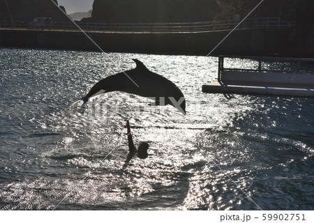 イルカショー(下田海中水族館)4 イルカショー(下田海中水族館)4 59902751