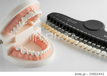 ホワイトニングで使う歯の模型とシェードガイドの写真素材 [59902842