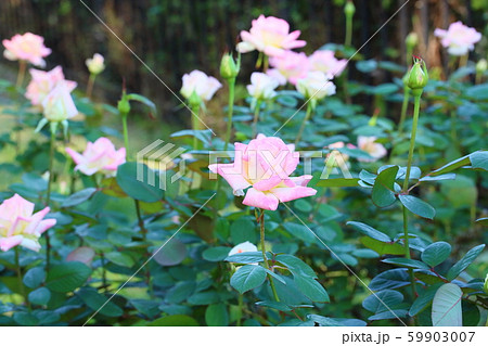 バラの花 ダイアナプリンセスウェールズ バラの花 ダイアナプリンセスウェールズ 59903007