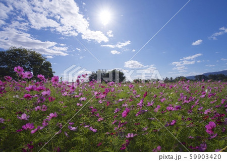 10月のあまがさき武庫川コスモス園（兵庫県尼崎市） 59903420