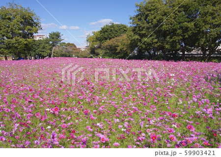 10月のあまがさき武庫川コスモス園（兵庫県尼崎市） 59903421