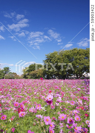 10月のあまがさき武庫川コスモス園（兵庫県尼崎市） 59903422
