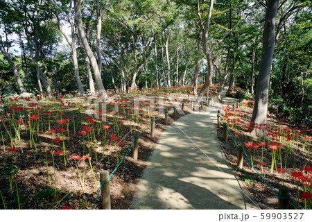 千葉県船橋市、夏見緑地、彼岸花 59903527