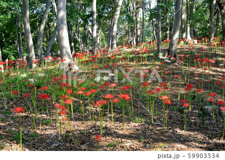 千葉県船橋市、夏見緑地、彼岸花 千葉県船橋市、夏見緑地、彼岸花 59903534