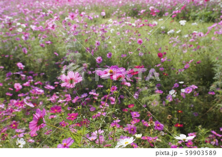 10月のあまがさき武庫川コスモス園 兵庫県尼崎市 の写真素材