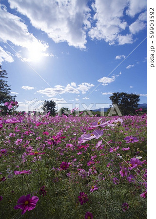 10月のあまがさき武庫川コスモス園(兵庫県尼崎市) 10月のあまがさき武庫川コスモス園(兵庫県尼崎市) 59903592
