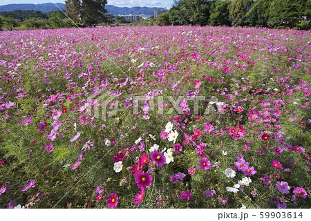 10月のあまがさき武庫川コスモス園（兵庫県尼崎市） 59903614
