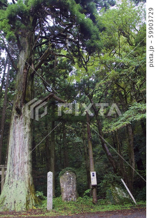 壇鏡神社(杉の木と鳥居)(島根県隠岐郡) 壇鏡神社(杉の木と鳥居)(島根県隠岐郡) 59903729