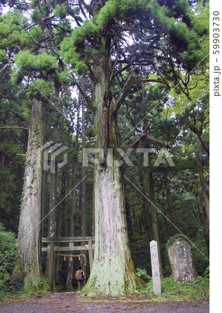 壇鏡神社(杉の木と鳥居)(島根県隠岐郡) 壇鏡神社(杉の木と鳥居)(島根県隠岐郡) 59903730
