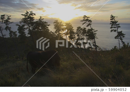 那久岬から眺める夕日と牛(島根県隠岐郡隠岐の島町) 那久岬から眺める夕日と牛(島根県隠岐郡隠岐の島町) 59904052