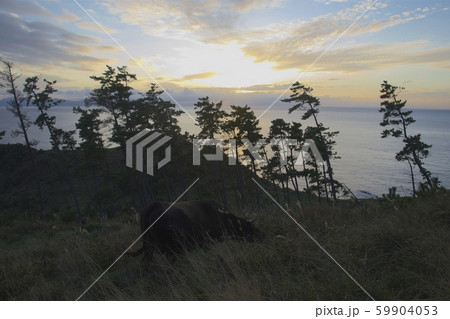 那久岬から眺める夕日と牛（島根県隠岐郡隠岐の島町） 59904053