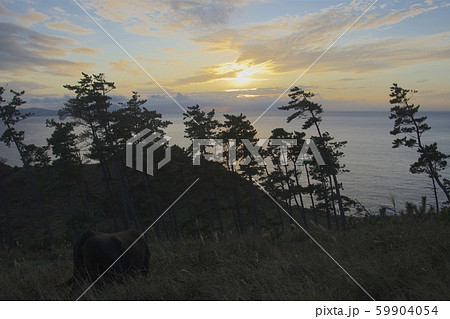 那久岬から眺める夕日と牛(島根県隠岐郡隠岐の島町) 那久岬から眺める夕日と牛(島根県隠岐郡隠岐の島町) 59904054