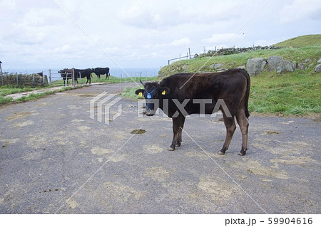 知夫里島の赤ハゲ山付近からの眺め（島根県隠岐郡知夫村） 59904616