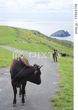 知夫里島の赤ハゲ山付近からの眺め（島根県隠岐郡知夫村） 59904706