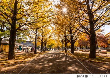 《東京都》いちょう並木・光が丘公園 《東京都》いちょう並木・光が丘公園 59904741