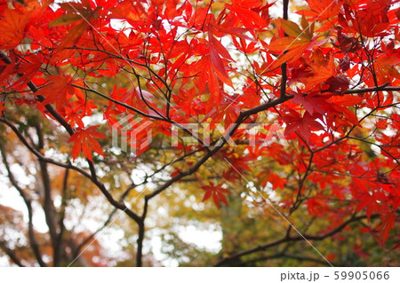 紅葉　赤 59905066
