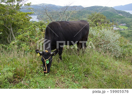 知夫里島灯台付近（島根県隠岐郡知夫村） 59905076