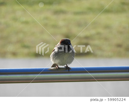 鉄の棒の上のすずめ 鉄の棒の上のすずめ 59905224