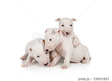Three adorable white Miniature Bull Terrier Three adorable white Miniature Bull Terrier 59905865