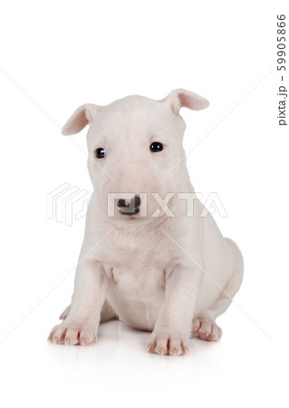 Adorable Miniature Bull Terrier puppy one month Adorable Miniature Bull Terrier puppy one month 59905866