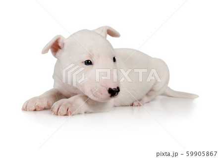 Thoroughbred Miniature Bull Terrier puppy lying on Thoroughbred Miniature Bull Terrier puppy lying on 59905867