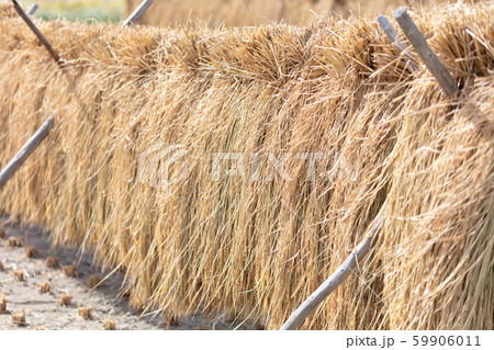 稲刈り後の乾燥 はさがけ・棒かけ・自然乾燥・天日干し 稲刈り後の乾燥 はさがけ・棒かけ・自然乾燥・天日干し 59906011