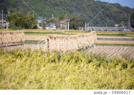 稲刈り後の乾燥　はさがけ・棒かけ・自然乾燥・天日干し 59906017