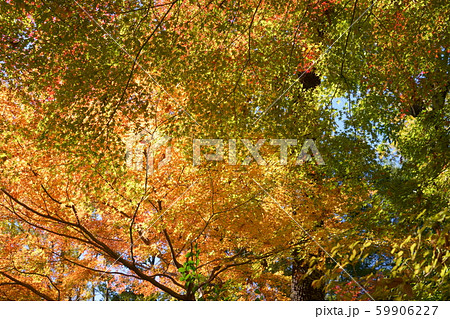 奈良吉城園・見上げる紅葉3 奈良吉城園・見上げる紅葉3 59906227
