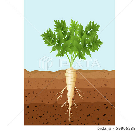 Parsnip tree plant with roots 59906538