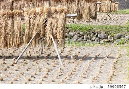 稲刈り後の乾燥　はさがけ・棒かけ・自然乾燥・天日干し 59906567