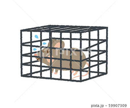 ネズミ　捕獲 59907309