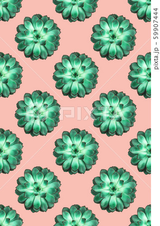 Beautiful green succulent on coral background. Beautiful green succulent on coral background. 59907444