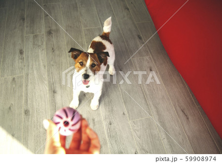 Jack Russel Dog Jack Russel Dog 59908974