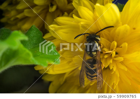 Macro of a wasp bee on a yellow chrysanthemum flower. 59909765