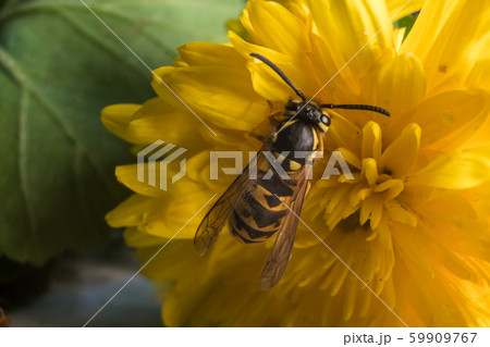 Macro of a wasp bee on a yellow chrysanthemum flower. Macro of a wasp bee on a yellow chrysanthemum flower. 59909767