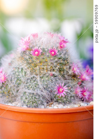 beautiful pink flower Mammillaria  59909769