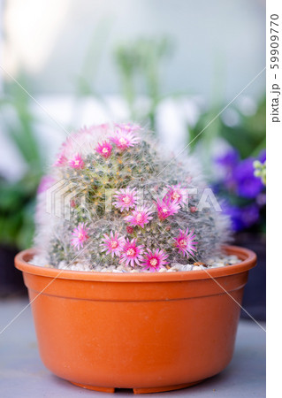 beautiful pink flower Mammillaria  59909770