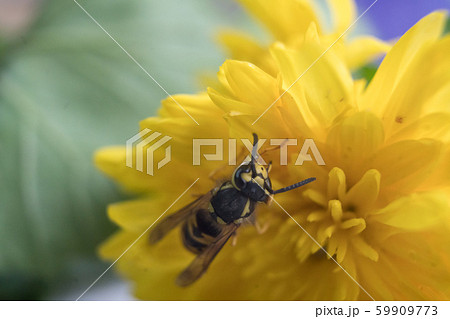 Macro of a wasp bee on a yellow chrysanthemum flower. 59909773