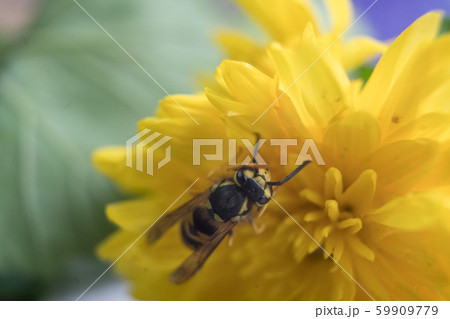 Macro of a wasp bee on a yellow chrysanthemum flower. Macro of a wasp bee on a yellow chrysanthemum flower. 59909779